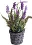 Botanic-Haus Kunst-potplanten Lavendel erica arrangement in mand (1 stuk) - Thumbnail 1