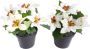 Botanic-Haus Kunst-potplanten Mini-kerstster in een kunststof pot (set 2 stuks) - Thumbnail 1