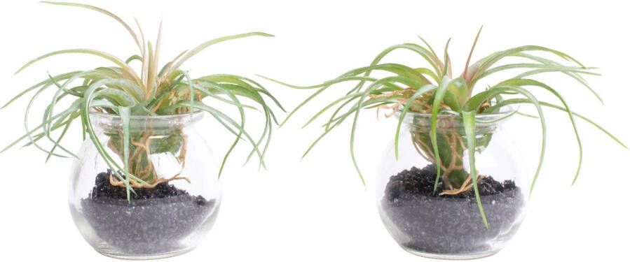 Botanic-Haus Kunst-potplanten Tillandsia m glas (set 2 stuks)