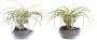 Botanic-Haus Kunst-potplanten Tillandsia m glas (set 2 stuks) - Thumbnail 1