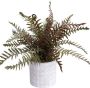 Botanic-Haus Kunst-potplanten Varen in cementen pot (1 stuk) - Thumbnail 1