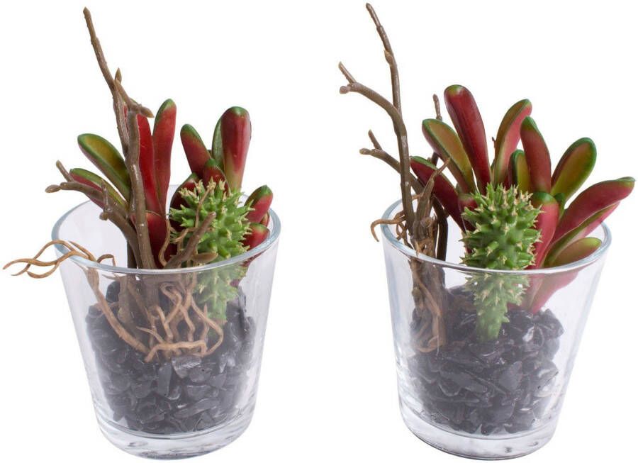 Botanic-Haus Kunst-potplanten Vetplanten arrangement in het glas (set 2 stuks)