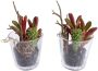 Botanic-Haus Kunst-potplanten Vetplanten arrangement in het glas (set 2 stuks) - Thumbnail 1