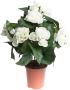 Botanic-Haus Kunstbloem Begonia in pot (1 stuk) - Thumbnail 1