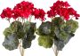 Botanic-Haus Kunstbloem Geraniums (1 stuk) - Thumbnail 1