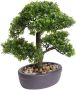 Botanic-Haus Kunstbonsai Ficus bonsai (1 stuk) - Thumbnail 2