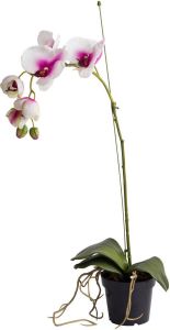Botanic-Haus Kunstorchidee Orchidee (1 stuk)