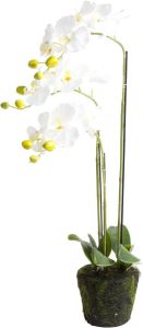 Botanic-Haus Kunstorchidee Orchidee (1 stuk)