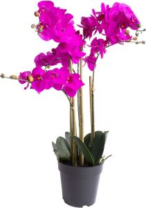 Botanic-Haus Kunstorchidee Orchidee Bora (1 stuk)