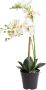 Nova Nature (Best) RT Phalaenopsis Bora x3 in pot 60cm white - Thumbnail 2