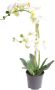 Warentuin Phalaenopsis Orchidee In Pot 50 cm wit kunstplant Nova Nature - Thumbnail 2