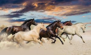 Consalnet Fotobehang Galopperende paarden