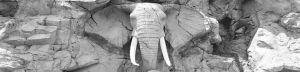 Consalnet Fotobehang Olifant in rots
