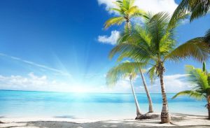 Consalnet Fotobehang Zonnig strand met palm