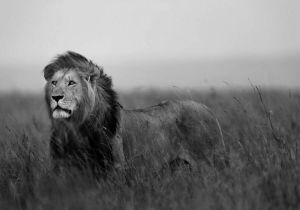 Consalnet Fotobehang Zwart Witte leeuw