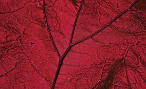 Consalnet Papierbehang Close-up rode blad