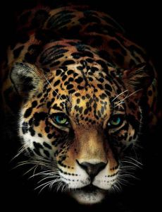 Consalnet Papierbehang Jaguar in verschillende maten
