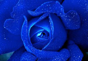Consalnet Vliesbehang Blauwe roos