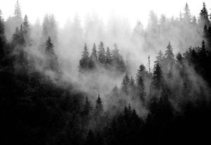Consalnet Vliesbehang Bos in mist