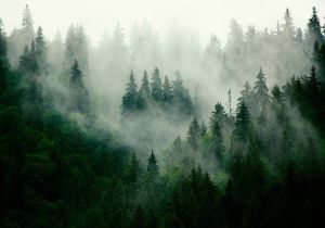 Consalnet Vliesbehang Bos in mist in verschillende afmetingen natuur bomen fotobehang voor woonkamer of slaapkamer