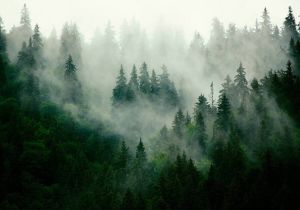 Consalnet Vliesbehang Bos in mist Vlies wand