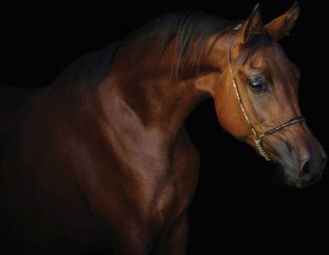 Consalnet Vliesbehang Bruine mooie paard