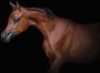Consalnet Vliesbehang Bruine paard - Thumbnail 1