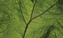 Consalnet Vliesbehang Close-up blad groen - Thumbnail 1