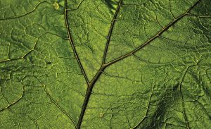 Consalnet Vliesbehang Close-up blad groen
