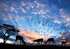 Consalnet Vliesbehang Dieren savanne in verschillende maten