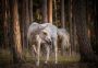 Consalnet Vliesbehang Paard in het bos - Thumbnail 1