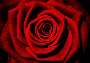 Consalnet Vliesbehang Rode roos