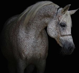 Consalnet Vliesbehang Witte paard