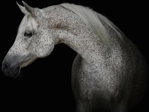 Consalnet Vliesbehang Witte paard