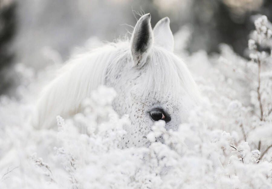 Consalnet Vliesbehang Witte paard in de sneeuw