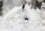 Consalnet Vliesbehang Witte paard in de sneeuw - Thumbnail 1
