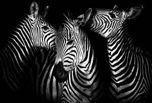 Consalnet Vliesbehang Zebra in verschillende maten