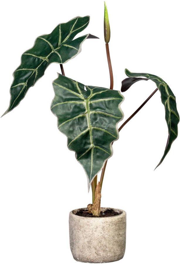 Creativ green Kunst-potplanten Alocasia in de cementpot (1 stuk)