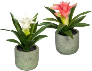 Creativ green Kunst-potplanten Set van Guzmania in 2 kleuren in een cementpot set van 2 (2 stuks)