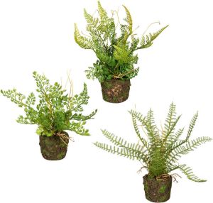 Creativ green Kunst-potplanten Set varenplanten op kluit set van 3 (3 stuks)