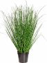 Creativ green Kunstgras Miscanthus Zebrinus (1 stuk) - Thumbnail 1