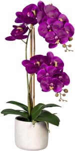 Creativ green Kunstorchidee Vlinderorchidee in de cementpot (1 stuk)