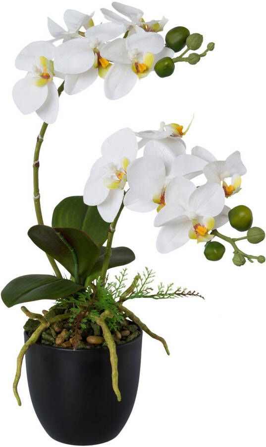 Creativ green Kunstorchidee Vlinderorchidee in een plastic pot (1 stuk)