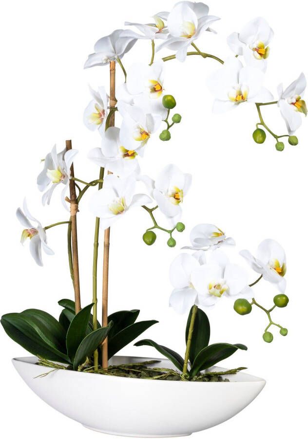 Creativ green Kunstorchidee Vlinderorchidee in het keramische schip (1 stuk)