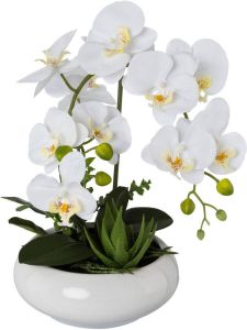 Creativ green Kunstorchidee Vlinderorchidee in keramische kom (1 stuk)
