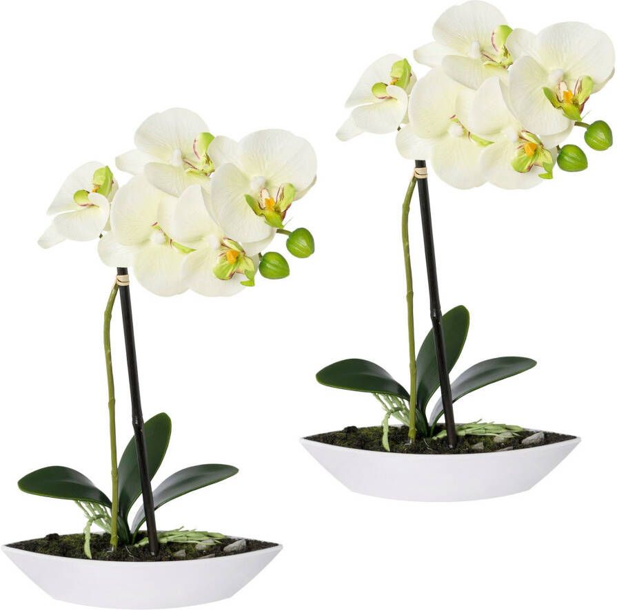 Creativ green Kunstorchidee Vlinderorchidee set van 2 in een plastic bakje (2 stuks)