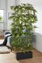 Creativ green Kunstplant Bamboe (1 stuk) - Thumbnail 1