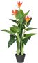 Creativ green Kunstplant Guzmania (1 stuk) - Thumbnail 1
