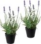 Creativ green Kunstplant Lavendel set van 3 in een plastic pot (3 stuks) - Thumbnail 1