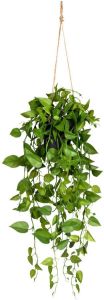Creativ green Kunstplant Philodendron hanger in de hangende pot (1 stuk)